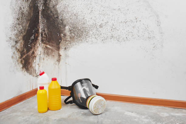 Best Best Mold Removal Companies  in Cascade Chipita Park, CO