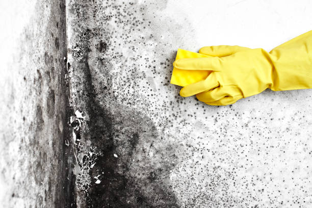 Best Commercial Mold Removal  in Cascade Chipita Park, CO