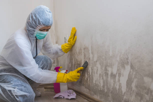 Best Mold Damage Repair  in Cascade Chipita Park, CO