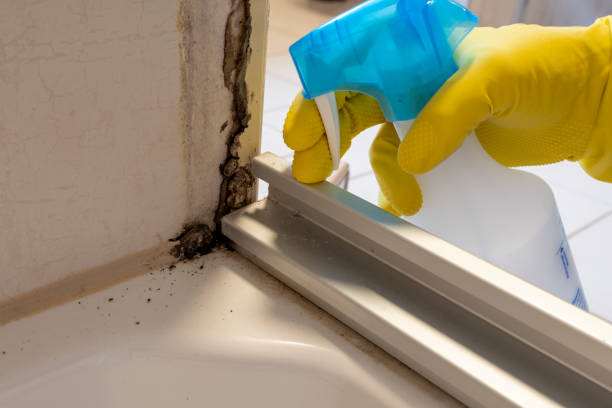 Best Professional Mold Removal  in Cascade Chipita Park, CO