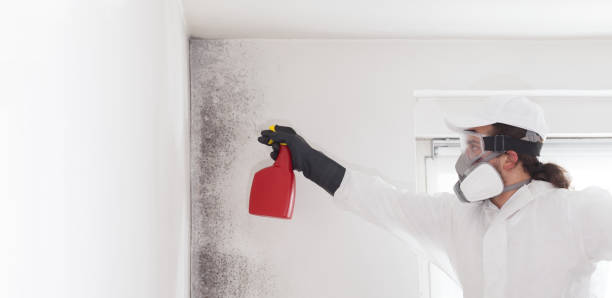 Best Toxic Mold Removal  in Cascade Chipita Park, CO