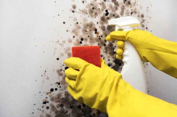 Best Attic Mold Removal  in Cascade Chipita Park, CO