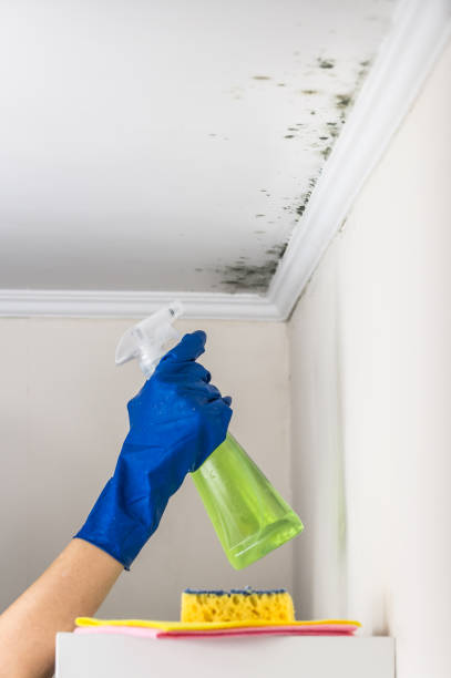 Best Home Mold Removal  in Cascade Chipita Park, CO